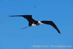 Great frigatebird, juvenile, in flight, rust-color neck identifies species.  Wolf Island, Fregata minor