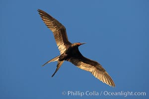 Great frigatebird, adult male, in flight,  green iridescence of scapular feathers identifying species.  Wolf Island, Fregata minor