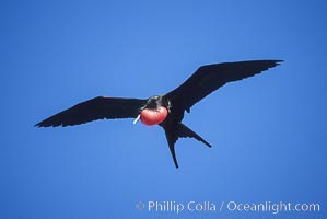 Great frigate bird (note green scapular feathers), adult male, Fregata minor, North Seymour Island