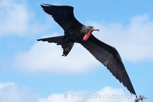 Great frigatebird, adult male, in flight, green iridescence of scapular feathers identifying species.  Wolf Island, Fregata minor