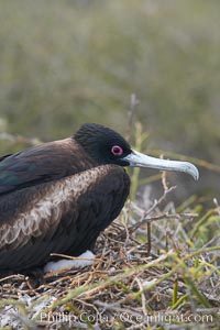 Great frigatebird, adult female with chick (just visible), at the nest. North Seymour Island, Fregata minor