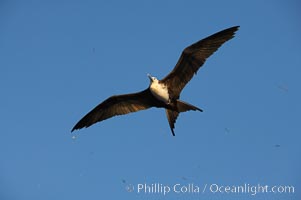 Great frigatebird, juvenile, in flight, rust-color neck identifies species.  Wolf Island, Fregata minor