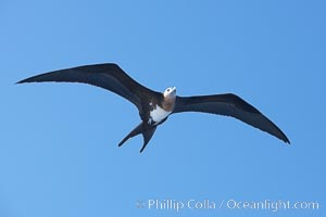 Great frigatebird, juvenile, in flight, rust-color neck identifies species.  Wolf Island, Fregata minor