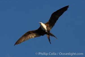 Great frigatebird, juvenile, in flight, rust-color neck identifies species.  Wolf Island, Fregata minor