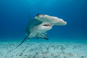 Great hammerhead shark