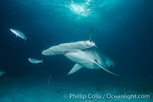 Great hammerhead shark