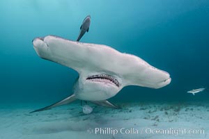 Great hammerhead shark