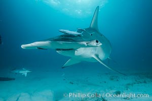 Great hammerhead shark, Sphyrna mokarran