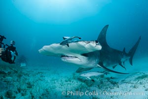 Great hammerhead shark. Bimini, Bahamas, Sphyrna mokarran, natural history stock photograph, photo id 31972