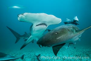 Great hammerhead shark and nurse shark