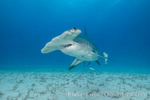 Great hammerhead shark, Sphyrna mokarran