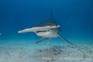 Great hammerhead shark, Sphyrna mokarran