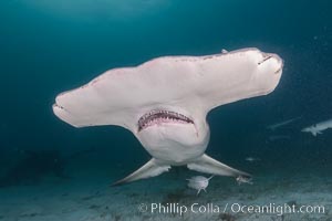 Great hammerhead shark, Sphyrna mokarran