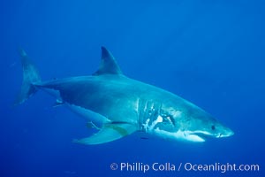 Great white shark, large bite wound across gills, likely from another white shark, Carcharodon carcharias, Guadalupe Island (Isla Guadalupe)