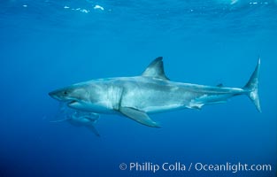 Two great white sharks, Carcharodon carcharias, Guadalupe Island (Isla Guadalupe)