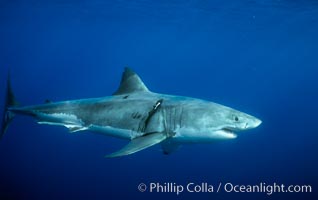 Great white shark, injury behind right pectoral fin likely from another white shark during courtship or territorial dispute, Carcharodon carcharias, Guadalupe Island (Isla Guadalupe)