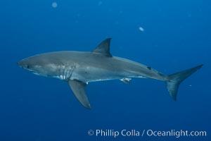 Great white shark, research identification photograph.  A great white shark is countershaded, with a dark gray dorsal color and light gray to white underside, making it more difficult for the shark's prey to see it as approaches from above or below in the water column. The particular undulations of the countershading line along its side, where gray meets white, is unique to each shark and helps researchers to identify individual sharks in capture-recapture studies. Guadalupe Island is host to a relatively large population of great white sharks who, through a history of video and photographs showing their countershading lines, are the subject of an ongoing study of shark behaviour, migration and population size, Carcharodon carcharias, Guadalupe Island (Isla Guadalupe)