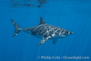 Great white shark, research identification photograph.  A great white shark is countershaded, with a dark gray dorsal color and light gray to white underside, making it more difficult for the shark's prey to see it as approaches from above or below in the water column. The particular undulations of the countershading line along its side, where gray meets white, is unique to each shark and helps researchers to identify individual sharks in capture-recapture studies. Guadalupe Island is host to a relatively large population of great white sharks who, through a history of video and photographs showing their countershading lines, are the subject of an ongoing study of shark behaviour, migration and population size, Carcharodon carcharias, Guadalupe Island (Isla Guadalupe)