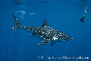 Great white shark, research identification photograph.  A great white shark is countershaded, with a dark gray dorsal color and light gray to white underside, making it more difficult for the shark's prey to see it as approaches from above or below in the water column. The particular undulations of the countershading line along its side, where gray meets white, is unique to each shark and helps researchers to identify individual sharks in capture-recapture studies. Guadalupe Island is host to a relatively large population of great white sharks who, through a history of video and photographs showing their countershading lines, are the subject of an ongoing study of shark behaviour, migration and population size, Carcharodon carcharias, Guadalupe Island (Isla Guadalupe)