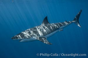 Great white shark, research identification photograph.  A great white shark is countershaded, with a dark gray dorsal color and light gray to white underside, making it more difficult for the shark's prey to see it as approaches from above or below in the water column. The particular undulations of the countershading line along its side, where gray meets white, is unique to each shark and helps researchers to identify individual sharks in capture-recapture studies. Guadalupe Island is host to a relatively large population of great white sharks who, through a history of video and photographs showing their countershading lines, are the subject of an ongoing study of shark behaviour, migration and population size, Carcharodon carcharias, Guadalupe Island (Isla Guadalupe)