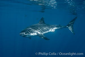 Great white shark, research identification photograph.  A great white shark is countershaded, with a dark gray dorsal color and light gray to white underside, making it more difficult for the shark's prey to see it as approaches from above or below in the water column. The particular undulations of the countershading line along its side, where gray meets white, is unique to each shark and helps researchers to identify individual sharks in capture-recapture studies. Guadalupe Island is host to a relatively large population of great white sharks who, through a history of video and photographs showing their countershading lines, are the subject of an ongoing study of shark behaviour, migration and population size, Carcharodon carcharias, Guadalupe Island (Isla Guadalupe)