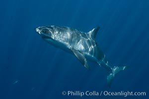 Great white shark, research identification photograph.  A great white shark is countershaded, with a dark gray dorsal color and light gray to white underside, making it more difficult for the shark's prey to see it as approaches from above or below in the water column. The particular undulations of the countershading line along its side, where gray meets white, is unique to each shark and helps researchers to identify individual sharks in capture-recapture studies. Guadalupe Island is host to a relatively large population of great white sharks who, through a history of video and photographs showing their countershading lines, are the subject of an ongoing study of shark behaviour, migration and population size, Carcharodon carcharias, Guadalupe Island (Isla Guadalupe)