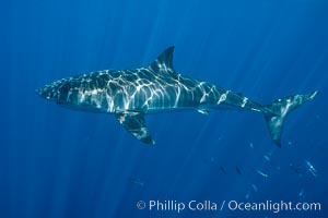 Great white shark, research identification photograph.  A great white shark is countershaded, with a dark gray dorsal color and light gray to white underside, making it more difficult for the shark's prey to see it as approaches from above or below in the water column. The particular undulations of the countershading line along its side, where gray meets white, is unique to each shark and helps researchers to identify individual sharks in capture-recapture studies. Guadalupe Island is host to a relatively large population of great white sharks who, through a history of video and photographs showing their countershading lines, are the subject of an ongoing study of shark behaviour, migration and population size, Carcharodon carcharias, Guadalupe Island (Isla Guadalupe)