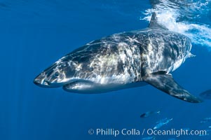 A great white shark swims through the clear waters of Isla Guadalupe, far offshore of the Pacific Coast of Baja California.  Guadalupe Island is host to a concentration of large great white sharks, which visit the island to feed on pinnipeds and tuna.