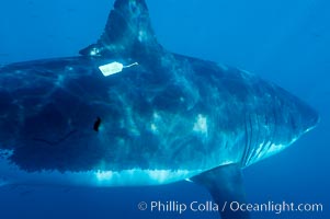 A great white shark bearing a white plastic researcher's identification ID tag near its dorsal fin swims through the clear waters of Isla Guadalupe, far offshore of the Pacific Coast of Baja California.  Guadalupe Island is host to a concentration of large great white sharks, which visit the island to feed on pinnipeds and tuna.