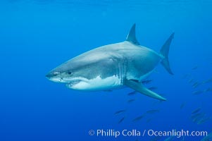 A great white shark underwater.  A large great white shark cruises the clear oceanic waters of Guadalupe Island (Isla Guadalupe).