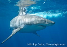 A great white shark is countershaded, with a dark gray dorsal color and light gray to white underside, making it more difficult for the shark's prey to see it as approaches from above or below in the water column.