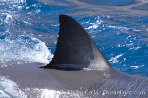 Dorsal fin of a great white shark breaks the surface as the shark swims just below.