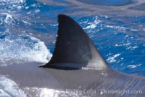 Dorsal fin of a great white shark breaks the surface as the shark swims just below, Carcharodon carcharias, Guadalupe Island (Isla Guadalupe)