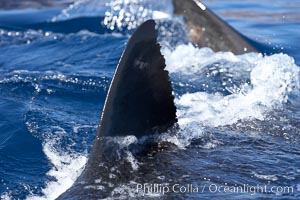 Great white shark, dorsal fin extended out of the water as it swims near the surface, Carcharodon carcharias, Guadalupe Island (Isla Guadalupe)