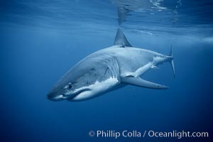 Great white shark, underwater, Carcharodon carcharias, Guadalupe Island (Isla Guadalupe)