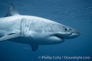Great white shark, underwater. Guadalupe Island (Isla Guadalupe), Baja California, Mexico, Carcharodon carcharias, natural history stock photograph, photo id 21359