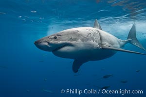 Great white shark, underwater, Carcharodon carcharias, Guadalupe Island (Isla Guadalupe)