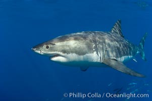 A great white shark swims through the clear waters of Isla Guadalupe, far offshore of the Pacific Coast of Baja California. Guadalupe Island is host to a concentration of large great white sharks, which visit the island to feed on pinnipeds and tuna. Carcharodon carcharias, Guadalupe Island (Isla Guadalupe), Mexico.