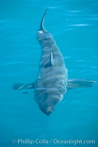 A great white shark swims just below the rippled ocean surface of Isla Guadalupe, far offshore of the Pacific Coast of Baja California.