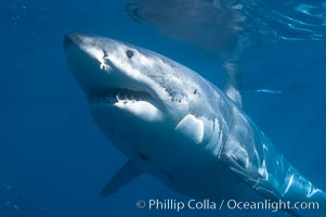 A great white shark swims through the clear waters of Isla Guadalupe, far offshore of the Pacific Coast of Baja California.  Guadalupe Island is host to a concentration of large great white sharks, which visit the island to feed on pinnipeds and tuna.