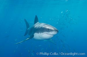 A great white shark underwater.  A large great white shark cruises the clear oceanic waters of Guadalupe Island (Isla Guadalupe), Carcharodon carcharias