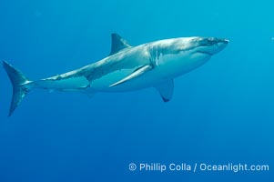 A great white shark underwater.  A large great white shark cruises the clear oceanic waters of Guadalupe Island (Isla Guadalupe), Carcharodon carcharias