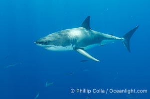 A great white shark underwater.  A large great white shark cruises the clear oceanic waters of Guadalupe Island (Isla Guadalupe), Carcharodon carcharias