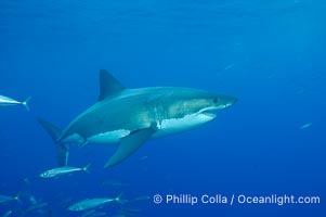 A great white shark underwater.  A large great white shark cruises the clear oceanic waters of Guadalupe Island (Isla Guadalupe), Carcharodon carcharias