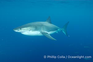 A great white shark underwater.  A large great white shark cruises the clear oceanic waters of Guadalupe Island (Isla Guadalupe), Carcharodon carcharias