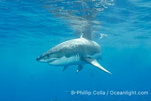 A great white shark underwater.  A large great white shark cruises the clear oceanic waters of Guadalupe Island (Isla Guadalupe), Carcharodon carcharias