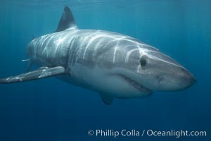 A great white shark swims toward the photographer.  Perhaps the shark is considering him as possible prey?  The photographer, a 