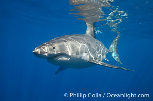 A great white shark swims through the clear waters of Isla Guadalupe, far offshore of the Pacific Coast of Mexico's Baja California. Guadalupe Island is host to a concentration of large great white sharks, which visit the island to feed on pinnipeds and use it as a staging area before journeying farther into the Pacific ocean.