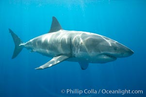 A great white shark swims through the clear waters of Isla Guadalupe, far offshore of the Pacific Coast of Mexico's Baja California. Guadalupe Island is host to a concentration of large great white sharks, which visit the island to feed on pinnipeds and use it as a staging area before journeying farther into the Pacific ocean, Carcharodon carcharias, Guadalupe Island (Isla Guadalupe)