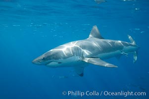 A great white shark is countershaded, with a dark gray dorsal color and light gray to white underside, making it more difficult for the shark's prey to see it as approaches from above or below in the water column.  The particular undulations of the countershading line along its side, where gray meets white, is unique to each shark and helps researchers to identify individual sharks in capture-recapture studies. Guadalupe Island is host to a relatively large population of great white sharks who, through a history of video and photographs showing their  countershading lines, are the subject of an ongoing study of shark behaviour, migration and population size, Carcharodon carcharias, Guadalupe Island (Isla Guadalupe)